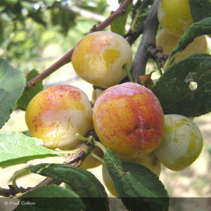 PRUNIER Mirabelle de metz...