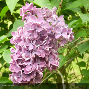 SYRINGA vulgaris