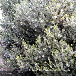 WESTRINGIA fructicosa