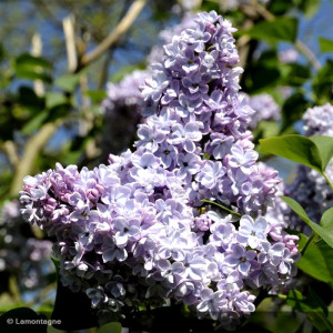 SYRINGA vulgaris President...