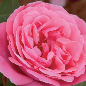 ROSIER buisson Line Renaud