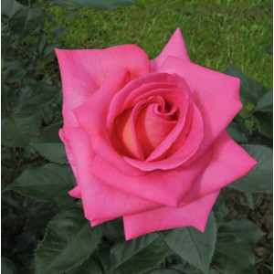 ROSIER buisson Parfum Royal