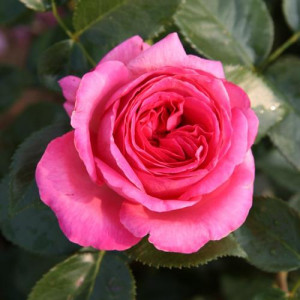 ROSIER buisson Bernadette...