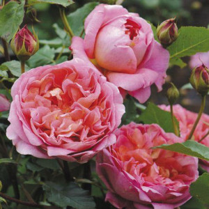 ROSIER buisson Boscobel