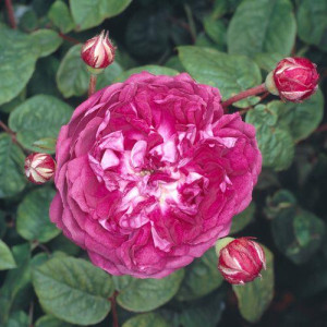 ROSIER buisson Cardinal de...