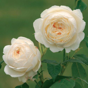 ROSIER buisson Claire Austin