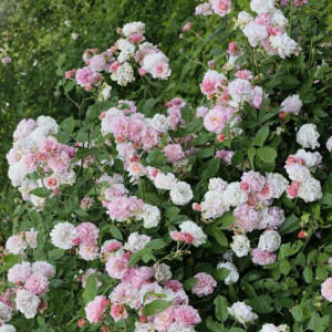 ROSIER buisson Cornelia
