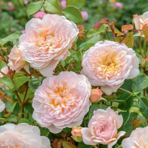 ROSIER buisson Emily Bronte