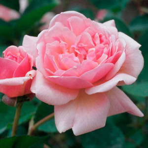 ROSIER buisson Felicia