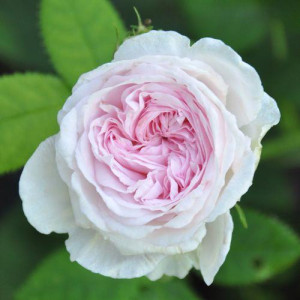 ROSIER buisson Felicite...
