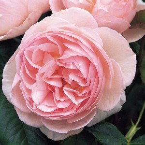 ROSIER buisson Heritage
