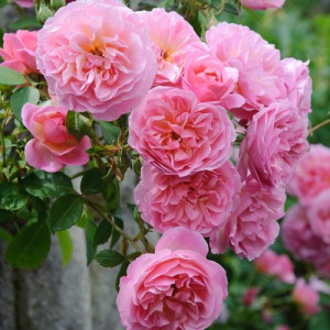 ROSIER buisson Hyde Hall