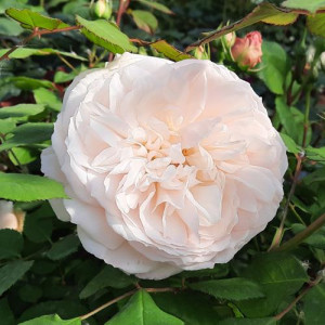 ROSIER buisson Irene Watts