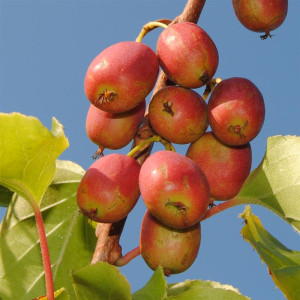 KIWI arguta Kiwai 'ananasnaya'