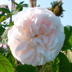 ROSIER buisson Muscosa alba...