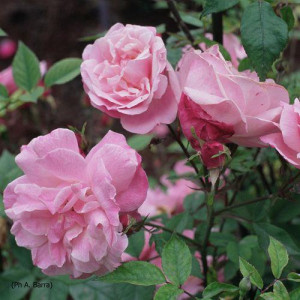 ROSIER buisson Old Blush
