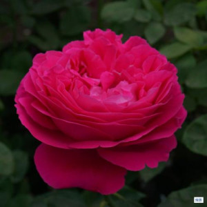 ROSIER buisson Paul Neyron