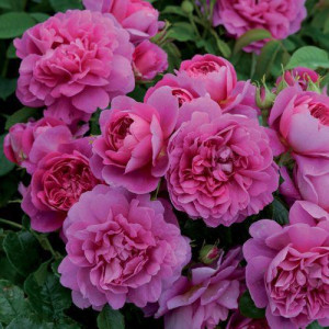 ROSIER buisson Princess Anne