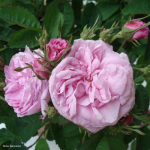 ROSIER buisson Centifolia