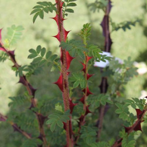 ROSIER buisson Omeiensis...