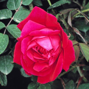 ROSIER buisson Rose à...
