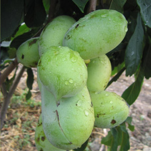 ASIMINIER triloba