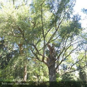 QUERCUS suber
