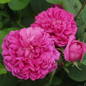 ROSIER buisson Rose de Rescht