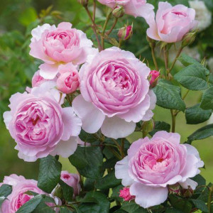 ROSIER buisson The Ancient...