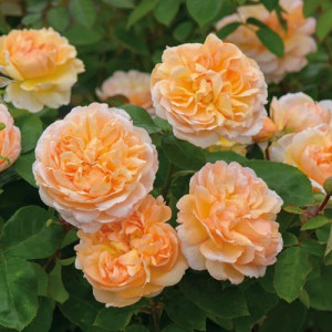 ROSIER buisson The Lady...