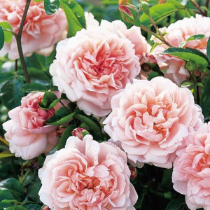 ROSIER buisson Wildeve