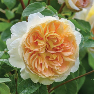 ROSIER grimpant Bathsheba