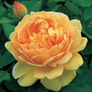 ROSIER grimpant Golden...