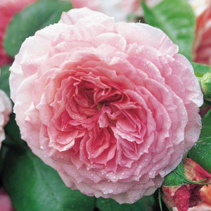ROSIER grimpant James Galway