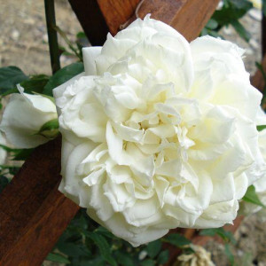 ROSIER grimpant Lamarque