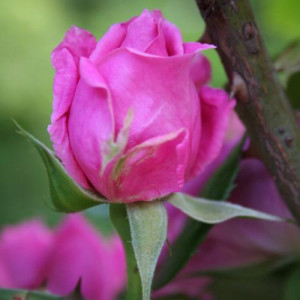 Rosier grimpant Pink Cloud