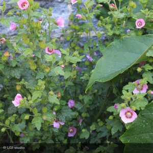 ANISODONTEA El rayo