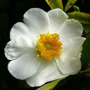 ROSIER grimpant Bracteata
