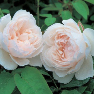 ROSIER grimpant The...
