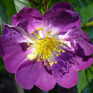 ROSIER grimpant Weilchenblau