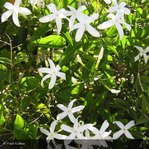 JASMINUM grandiflorum Grasse
