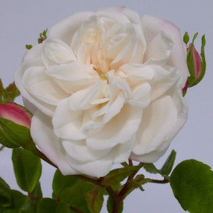 ROSIER grimpant Aimée Vibert