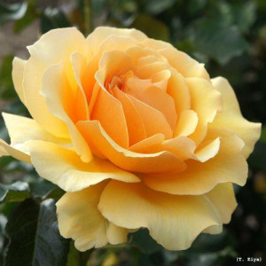 ROSIER buisson Amber Queen