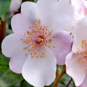 ROSIER buisson Astronomia