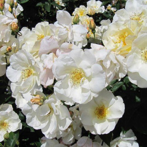 ROSIER buisson Autumn Delight