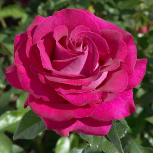 ROSIER buisson Belles Rives