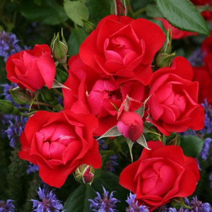 ROSIER buisson Black Forest...