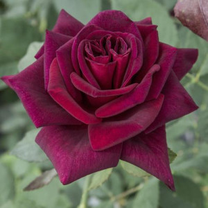 ROSIER buisson Black...