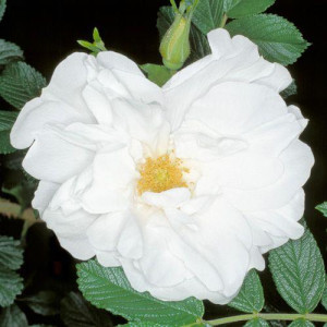 ROSIER buisson Blanc Double...