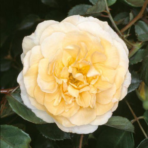 ROSIER buisson Buff Beauty